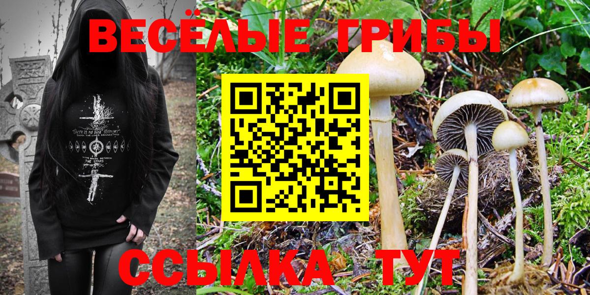 Кашира  Галлюциногенные грибы прущие грибы  наркота  Вход с VPN 